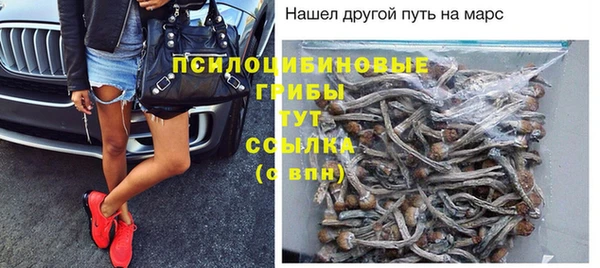 прущие грибы Михайлов