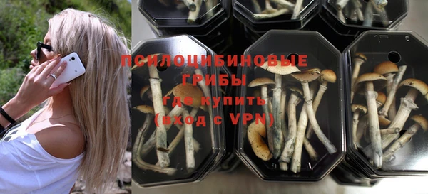 прущие грибы Михайлов
